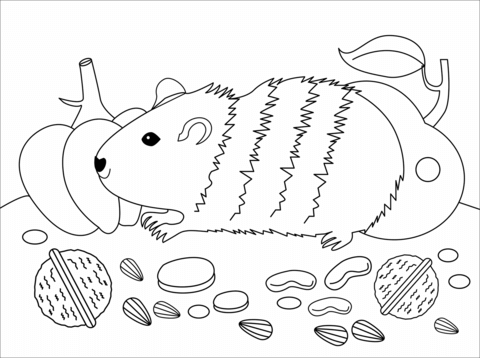 Guinea Pig Coloring Page